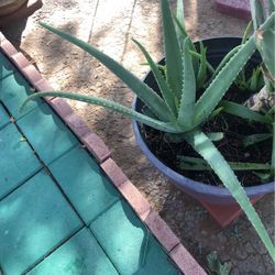 Savila  Plant