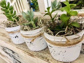 Super cute succulents
