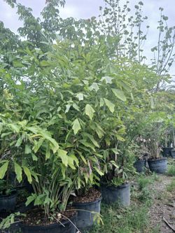 Fishtail Palm Trees 25gl 🌴 $120