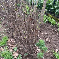 Black currant plants