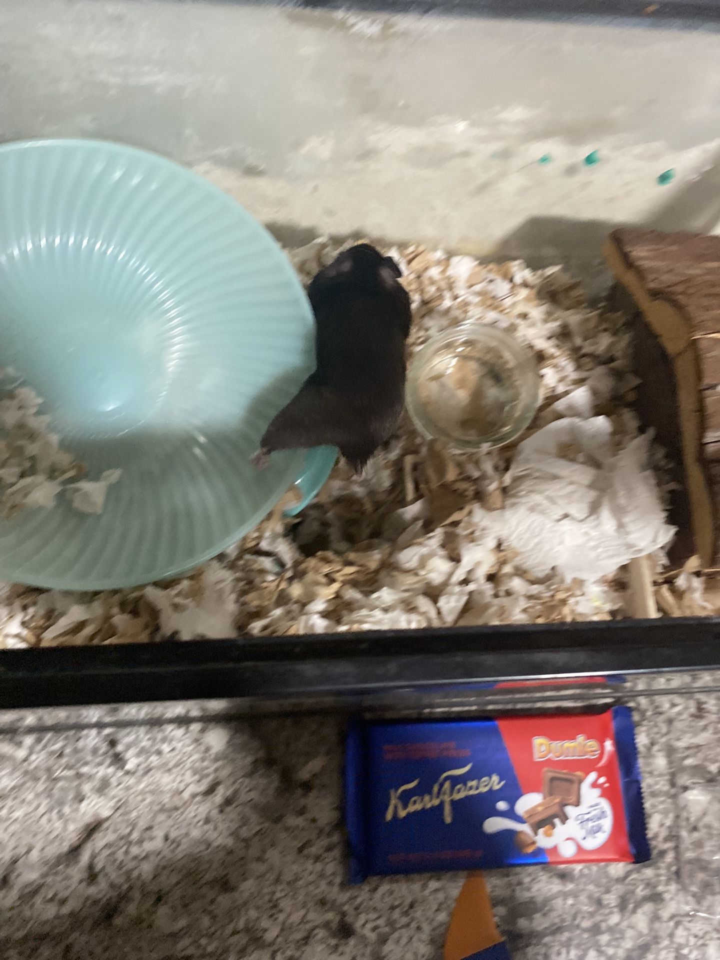 Let Hamster
