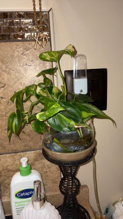 Pothos and Philondendron Brasil