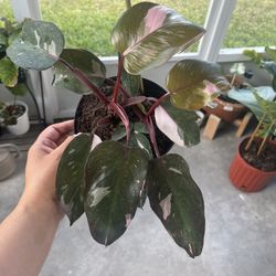 Pink Princess Philendendron 