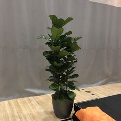 Ficus Lyrata 5 Gallon Grower’s Pot 