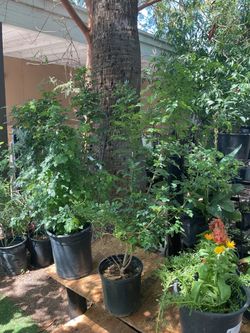 Honeysuckle plants