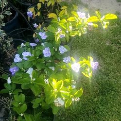(1)  Flowering Plant Yesterday, today, and tomorrow ( Hoy, mañana, y siempre) 3 different color flowers. 1gal pot for $15 & 5gal pot for $25