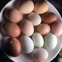 Ranch Eggs For Hatching / Free Roam./ Blanquillos De Rancho 