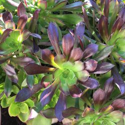 Aeonium Bicolor Cutting 