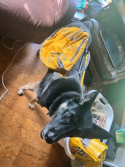 REÍ Ultra Dog Pack - Large