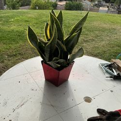2 Gallon Dwarf Snake Plant 