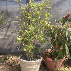Guava plant