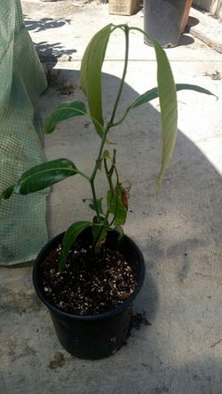 Manila mango