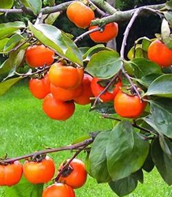 Persimmon Tree with fruit 15gal