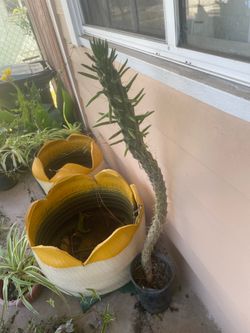 Austrocylindopuntia Subulata or Eve’s pin Cactus