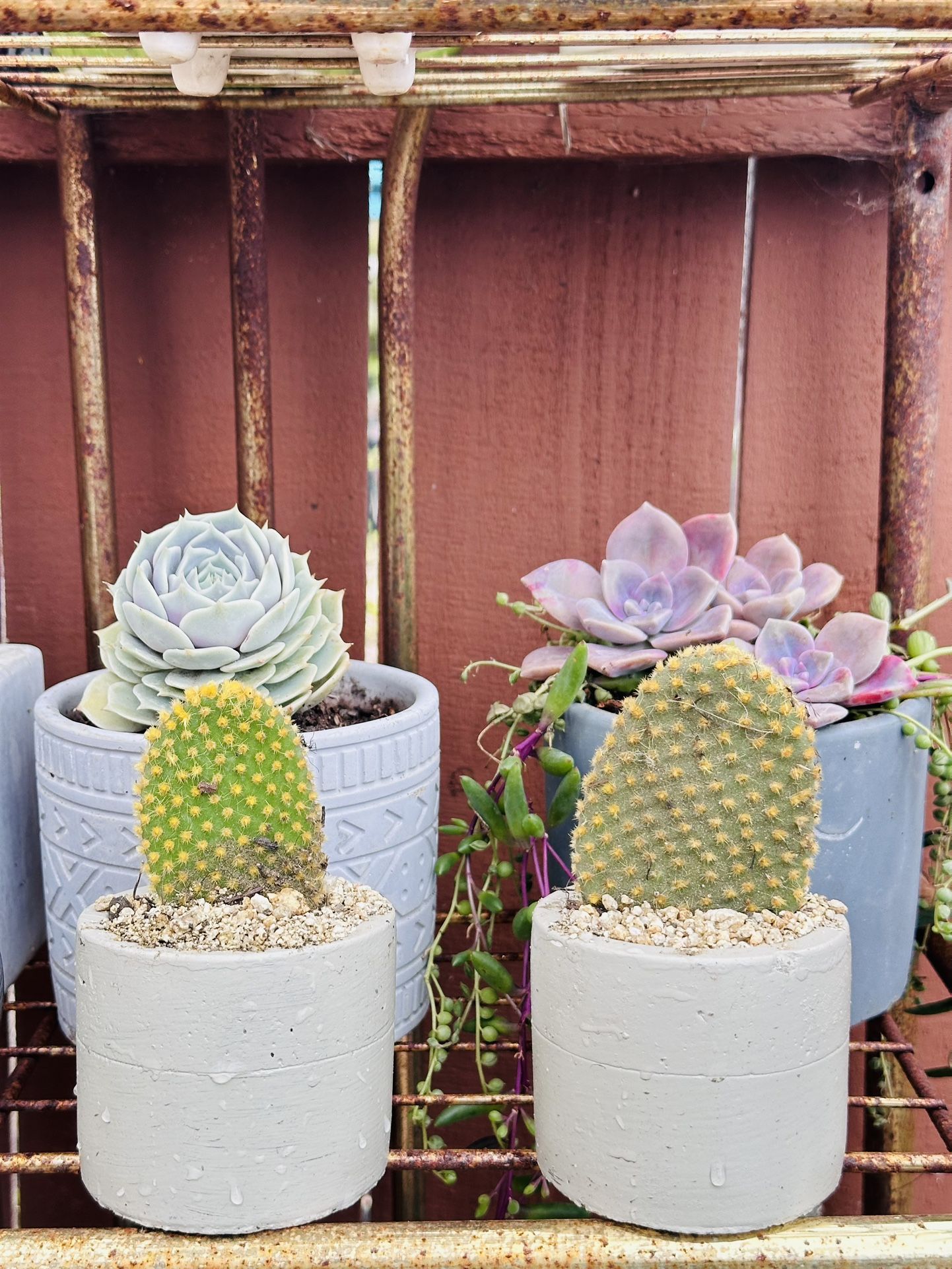 Ceramic Pot Of Bunny Cactus 