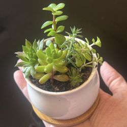 Super Cute Mini Succulent Gardens