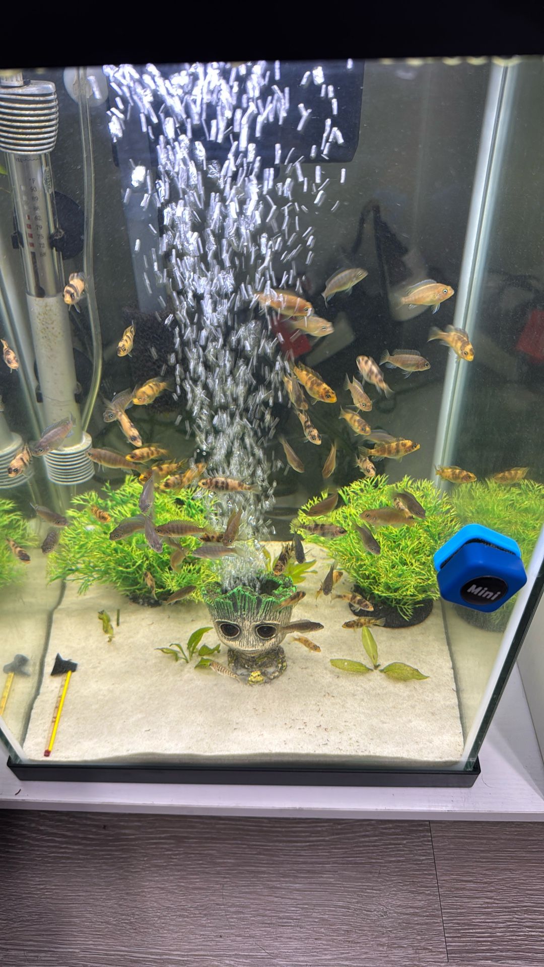 Decoración De Acuario