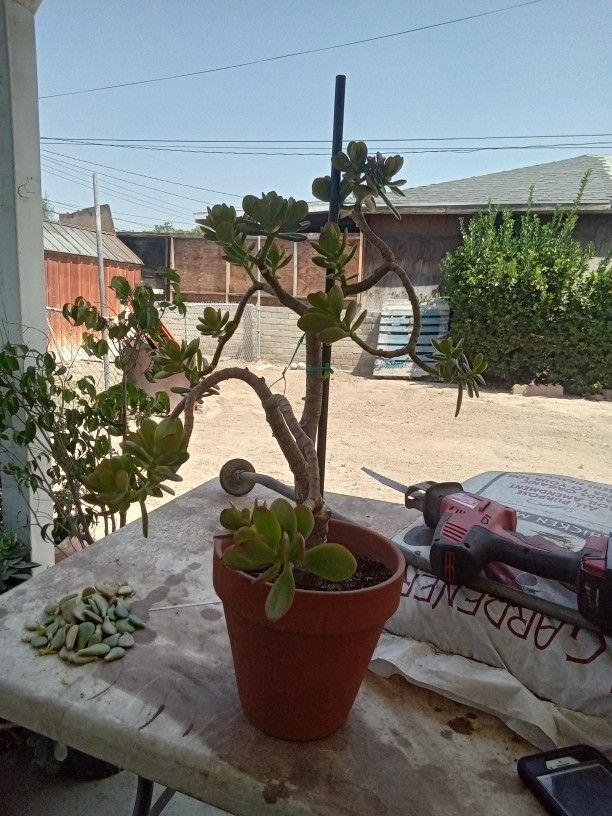 Jade Plant
