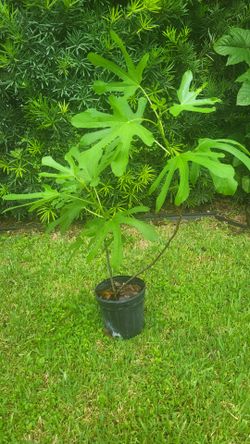 Fig Tree. White Marseilles