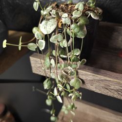 VSOH Variegated String Of Hearts Plant.