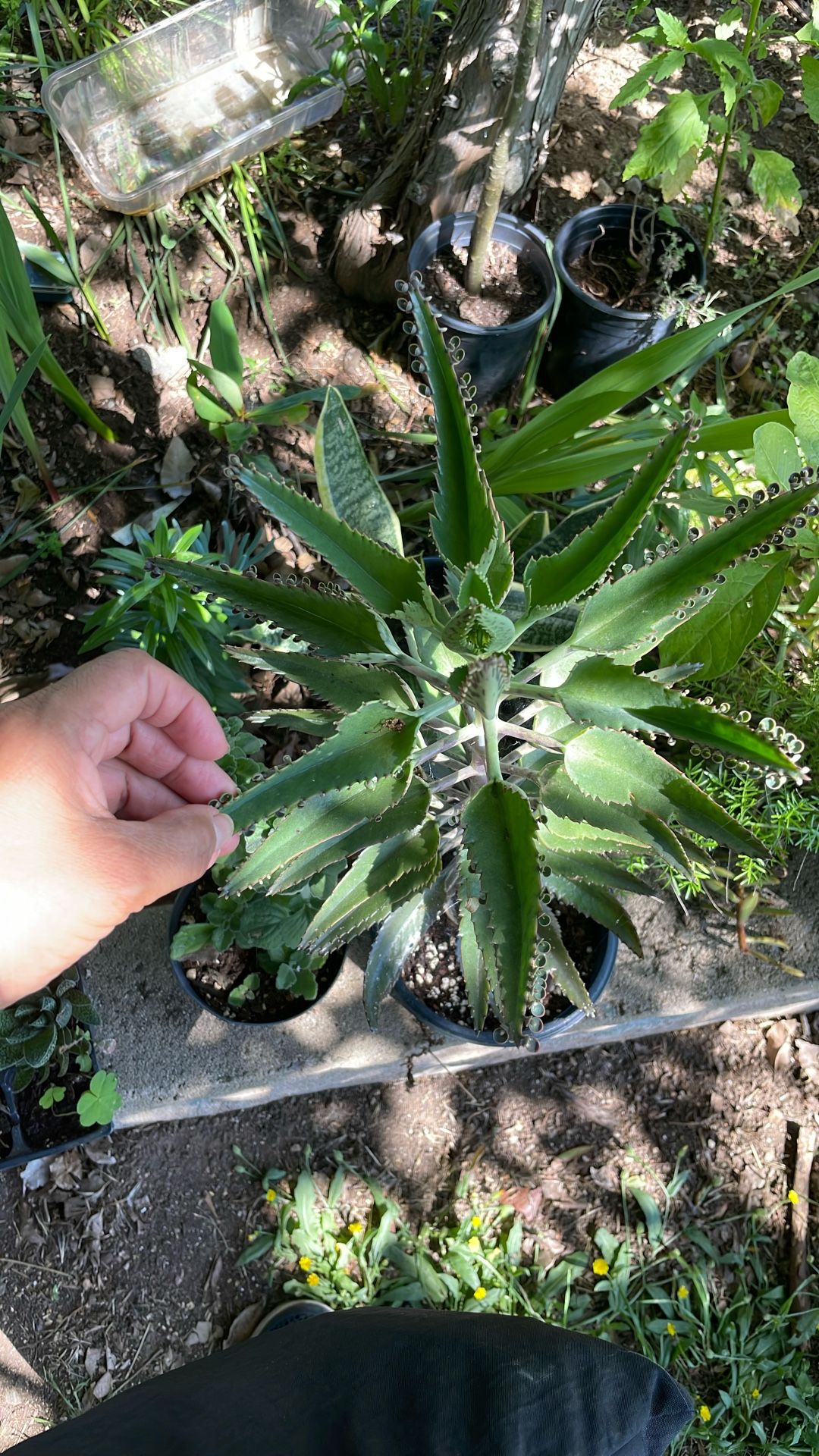 Mother Of Thousands