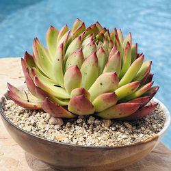 Echeveria Louis ( Korean succulents)