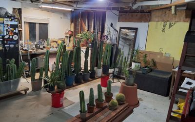 8 Dollor San Pedro Cactus When You By 4 They Jrop To 5 $ each Standing About 3 -4 feet Tall 4 For 20$