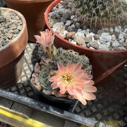 Rebutia pygmeae cactus - 3inch Pot