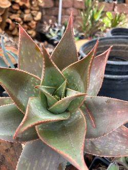 Aloe Vera