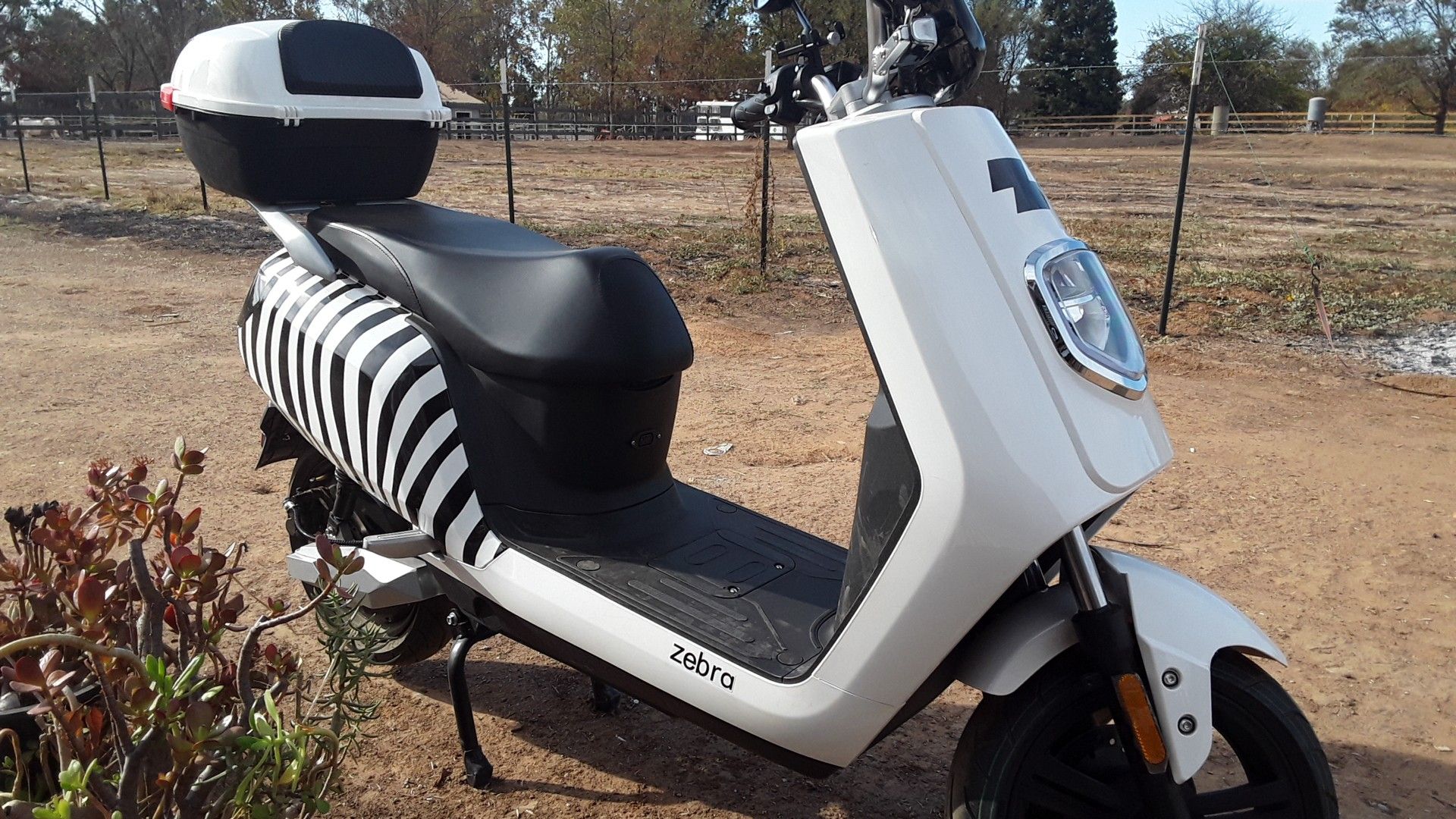 Zebra electric moped