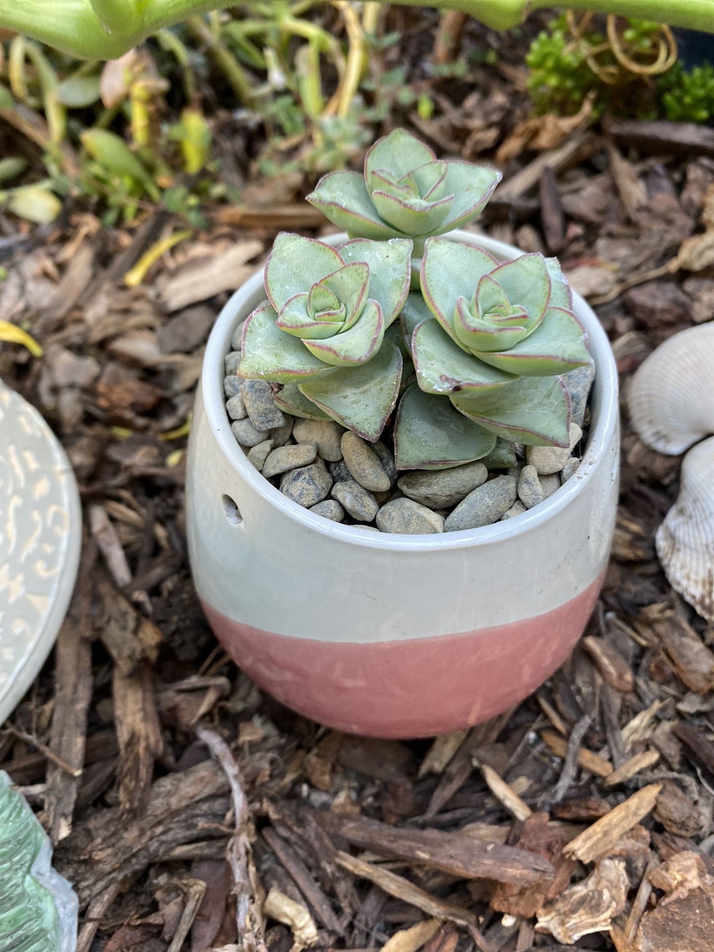 String Of Buttons Succulent In Glazed Ceramic Pot