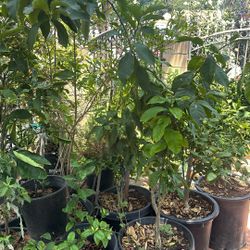 Fruit Plants 