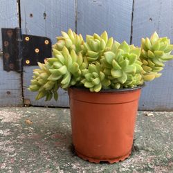 6 Small Succulents/plants $15 Each 