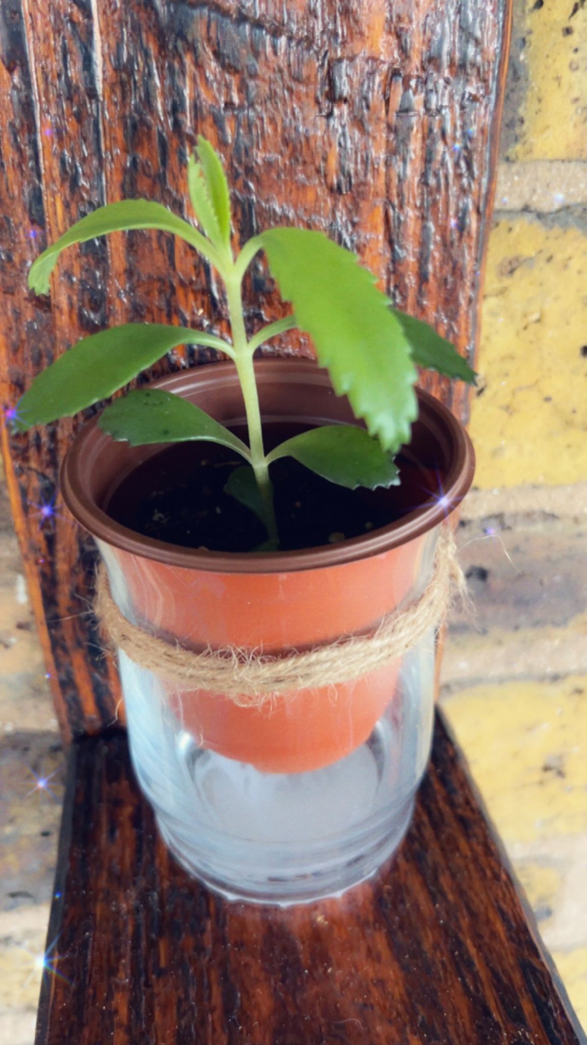 Set Of 3 Rustic Candle/plant Wall Holder