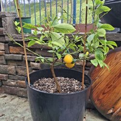 Lemon Tree In 17" Pot With Attached Saucer