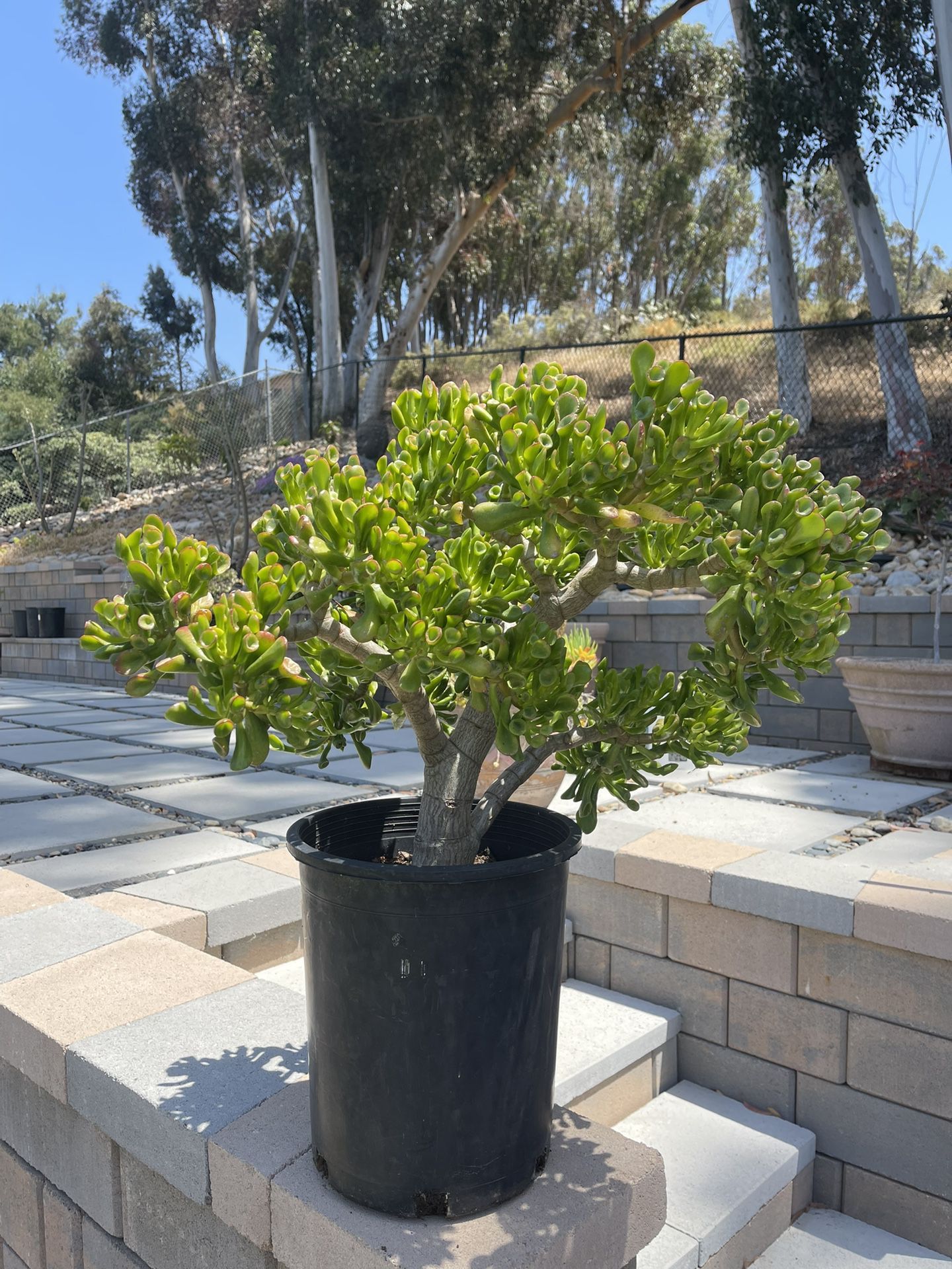 Large Gollum Jade Plant (Crassula Ovata) - Healthy 3 feet tall in 5gal Container