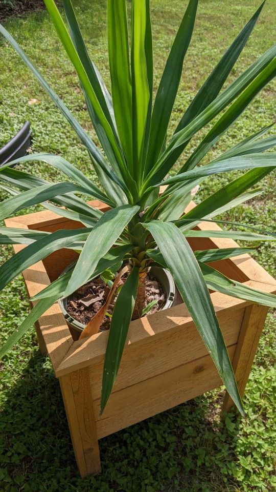 yucca plant inside - outside $15--$20--- $25