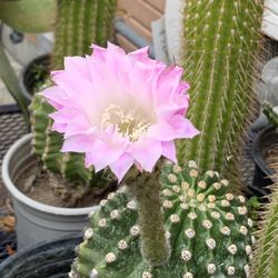 Beautiful Pink Flower cactus plants $20 each