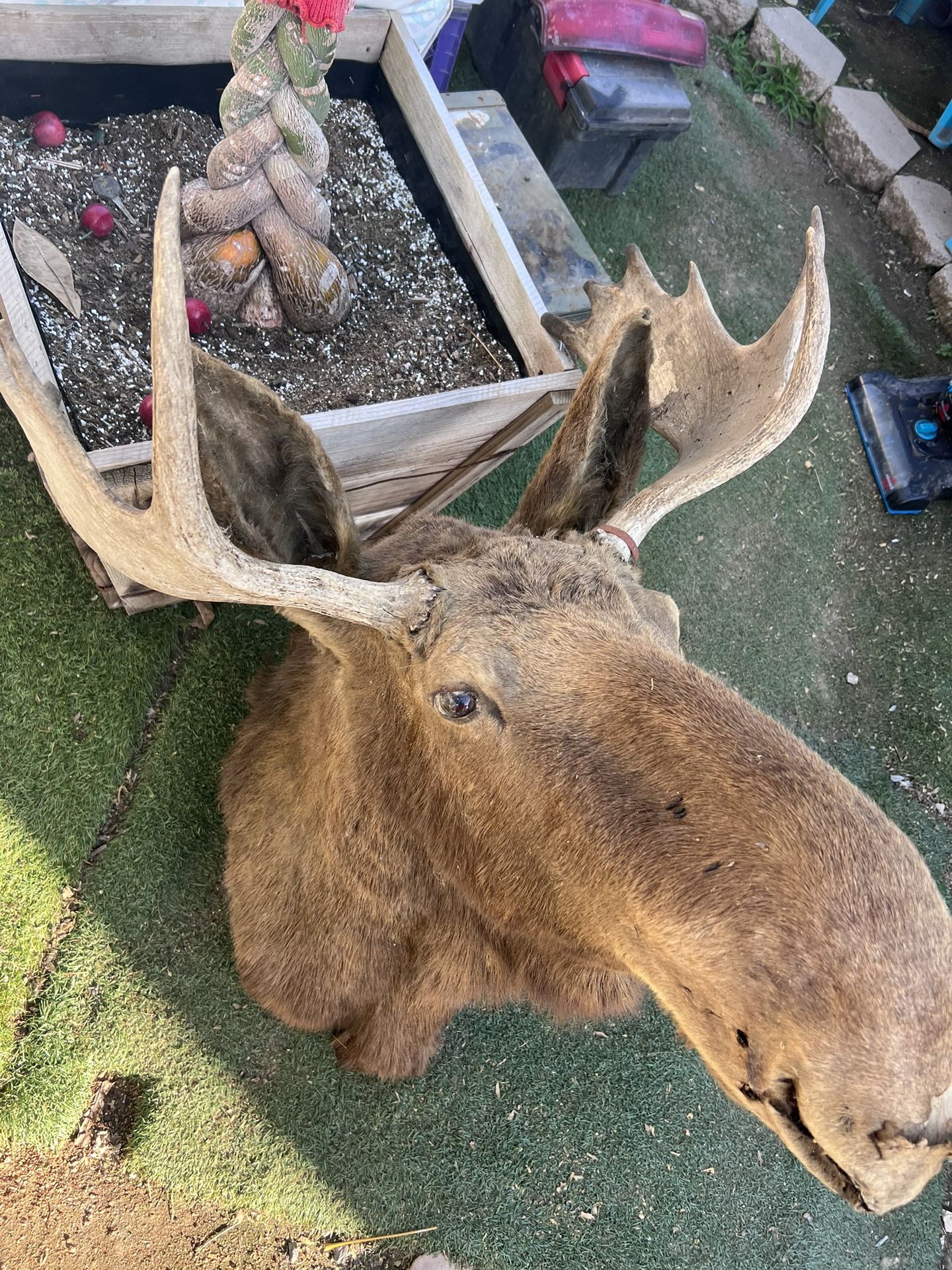 Taxidermy Moose Head