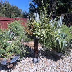 Cactus Cacti Succulent Variety, Display, In 20 inch Platter Planter Pot Stands 3 1/2 To 4 Feet High Set Of Three.