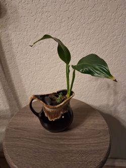 Spathipylium  peace Lily live plant