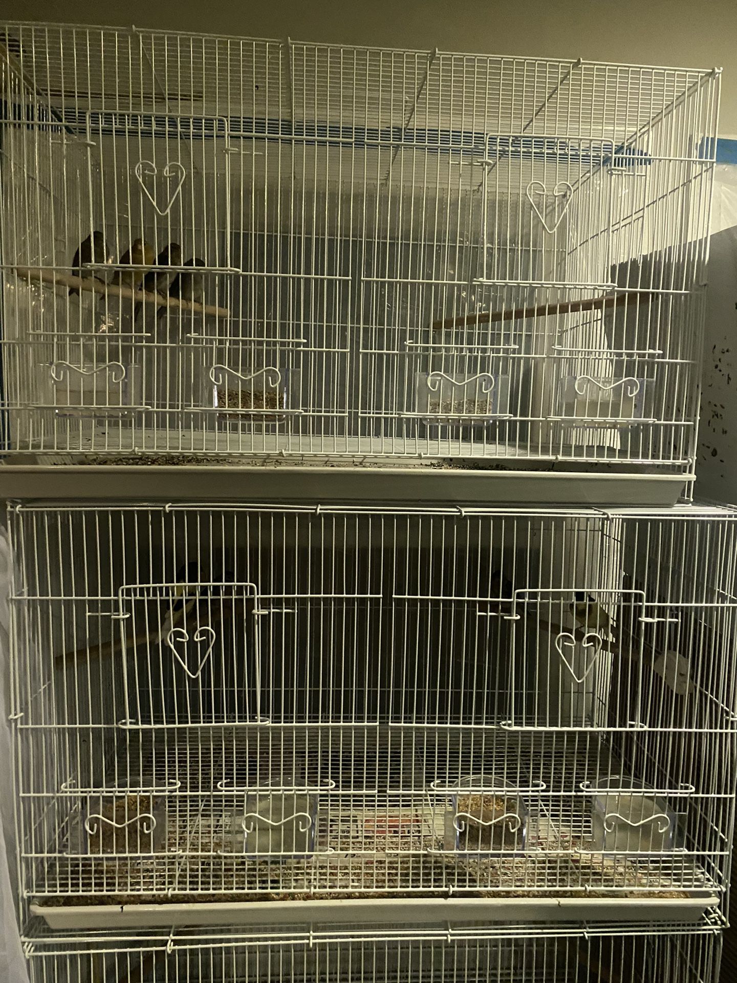 Bird +cage