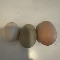 Eggs 