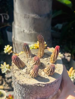 Red corn cop in wood pot