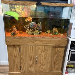 30-40 Gallons Tank 2 Turtles Included