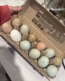 Fresh eggs