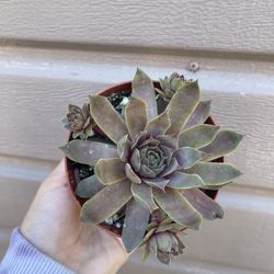 4” succulent