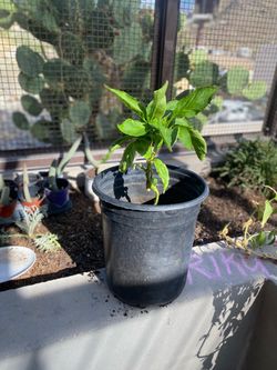 Bell Pepper Plant