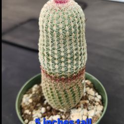 PLANT SALE THIS WEEK AND THIS WEEKEND IN SAN LORENZO DM FOR APPT & ADDRESS PLEASE