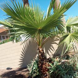Palm Tree 12 Footer